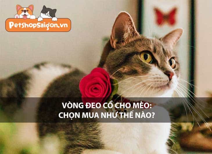 Vòng đeo cổ cho mèo: Chọn mua như thế nào?