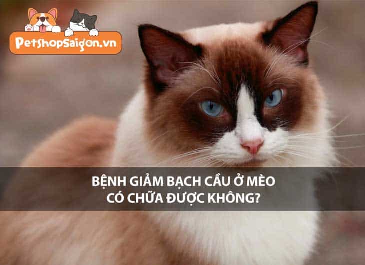 Bệnh giảm bạch cầu ở mèo có chữa được không?