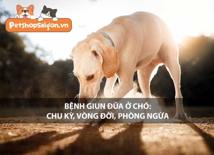 Bệnh giun đũa ở chó: Chu kỳ, vòng đời, phòng ngừa