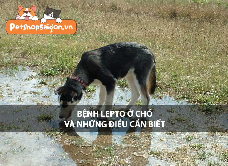 Bệnh Lepto ở chó và những điều cần biết