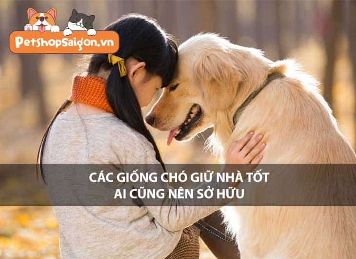 Các giống chó giữ nhà tốt ai cũng nên sở hữu