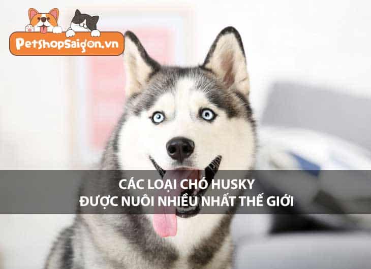 Các loại chó Husky được nuôi nhiều nhất thế giới