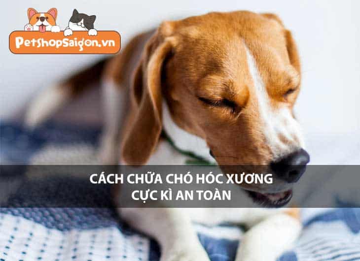 Cách chữa chó hóc xương cực kỳ an toàn