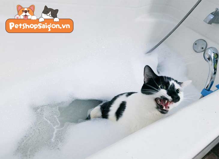 cách tắm cho mèo