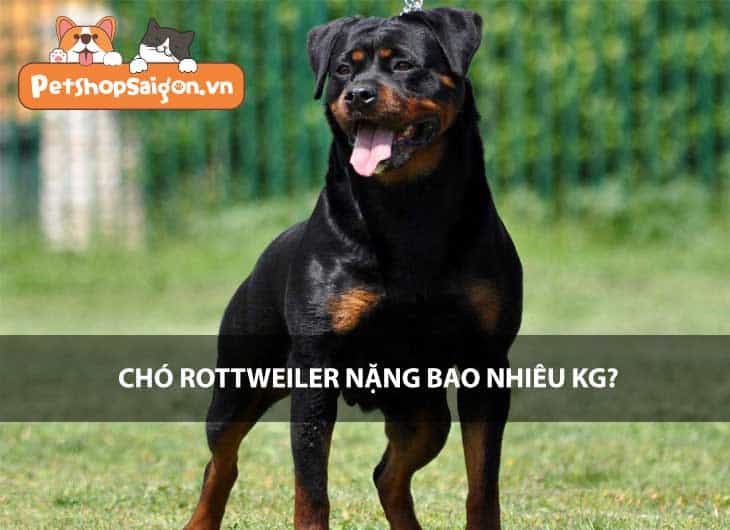 Chó Rottweiler nặng bao nhiêu kg theo từng giai đoạn?