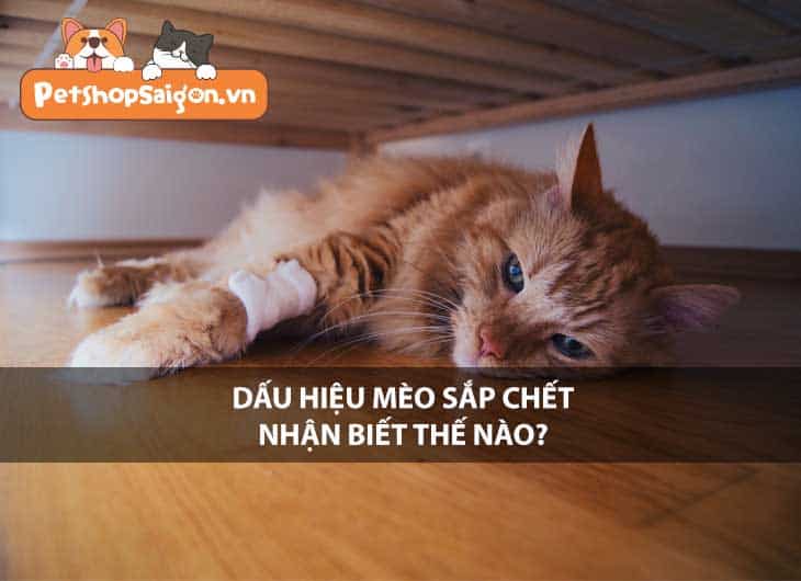 Dấu hiệu mèo sắp chết nhận biết thế nào?