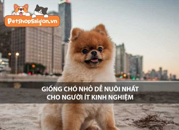 Giống chó nhỏ dễ nuôi nhất cho người ít kinh nghiệm