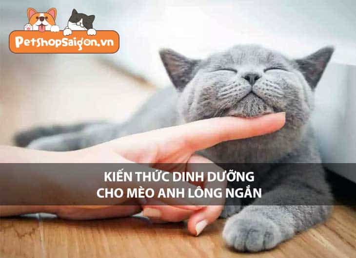 Kiến thức dinh dưỡng cho mèo Anh lông ngắn