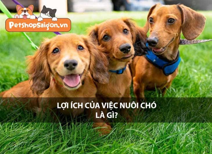 Lợi ích của việc nuôi chó là gì?