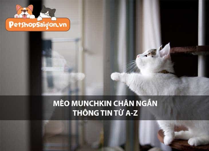 Mèo Munchkin chân ngắn - Thông tin từ A-Z