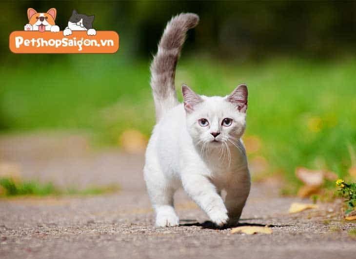 mèo munchkin chân ngắn