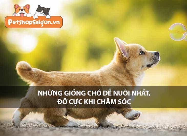 Những giống chó dễ nuôi nhất, đỡ cực khi chăm sóc