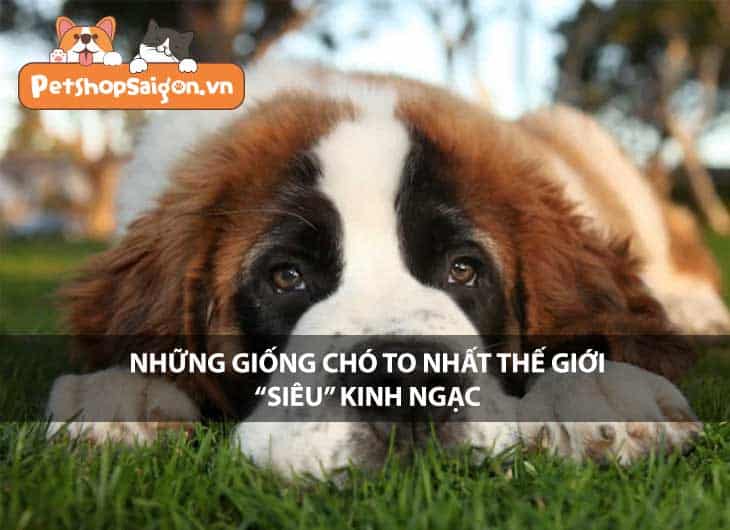 Những giống chó to nhất thế giới 