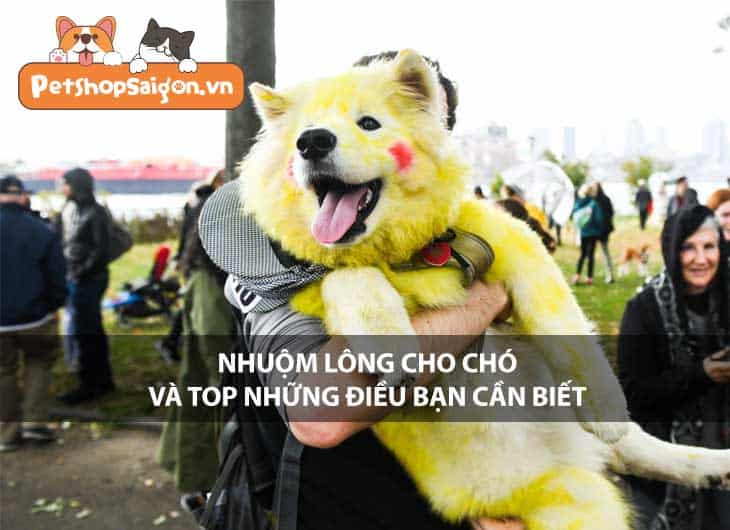 Nhuộm lông cho chó và top những điều bạn cần biết