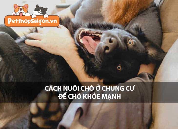 Cách nuôi chó ở chung cư để chó khỏe mạnh