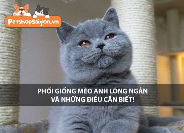 Phối giống mèo Anh lông ngắn và những điều cần biết!