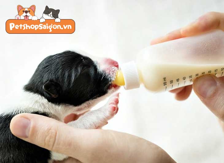 sữa cho chó sơ sinh