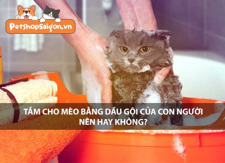 Tắm cho mèo bằng dầu gội của con người: Nên hay không?