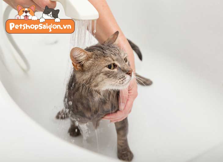 tắm cho mèo bằng dầu gội