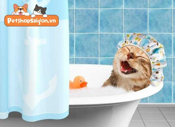 tắm cho mèo bằng dầu gội