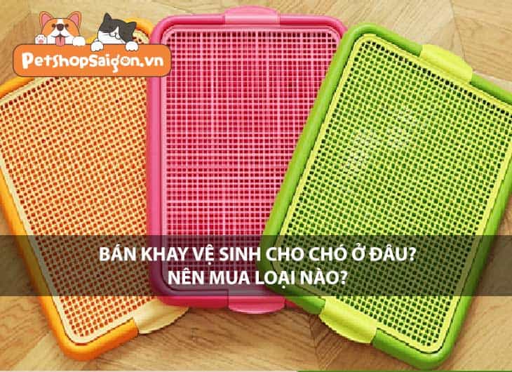 Bán khay vệ sinh cho chó ở đâu? Nên mua loại nào?