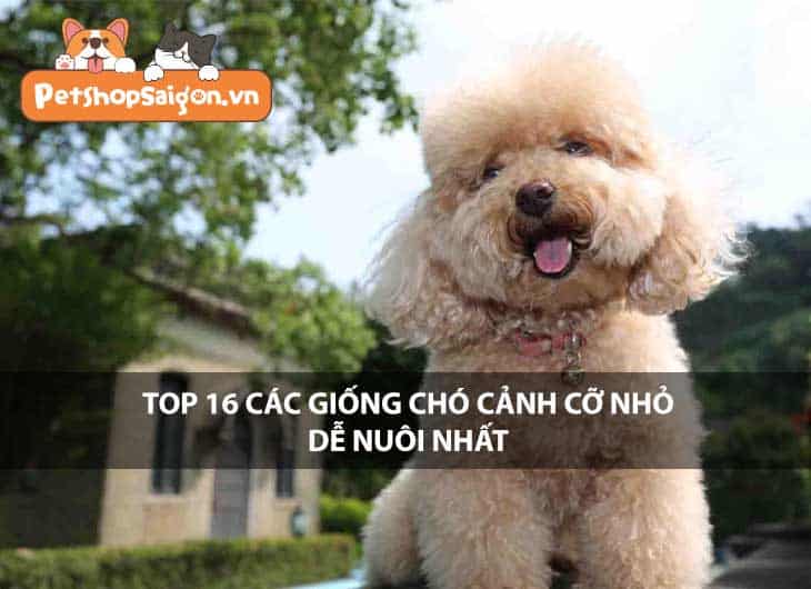 Top 16 các giống chó cảnh cỡ nhỏ dễ nuôi nhất