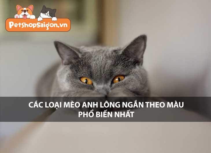 Các loại mèo Anh lông ngắn theo màu phổ biến nhất