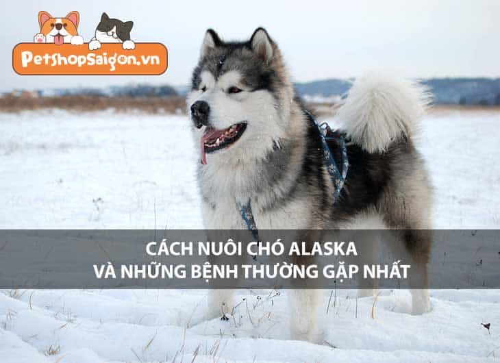 Cách nuôi chó Alaska và những bệnh thường gặp nhất