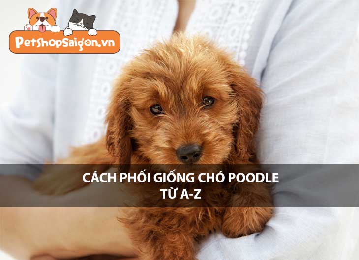 Cách phối giống chó Poodle từ A-Z