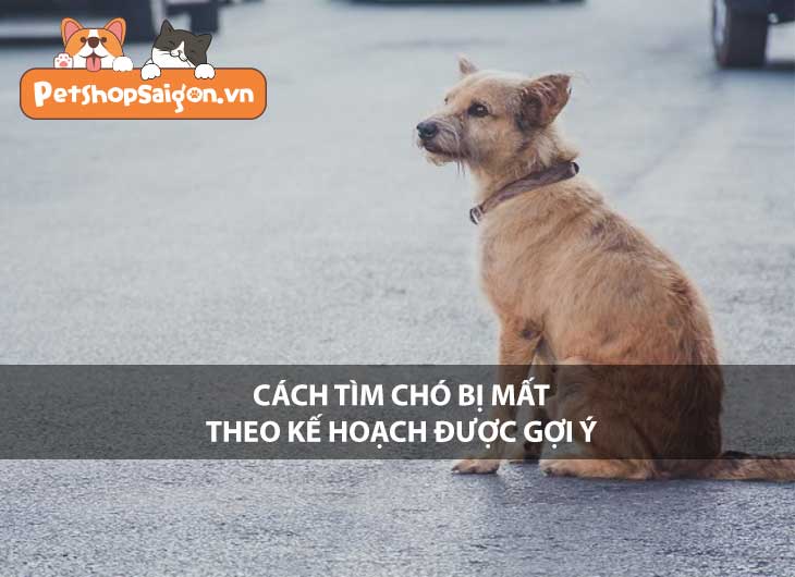 Cách tìm chó bị mất theo kế hoạch được gợi ý