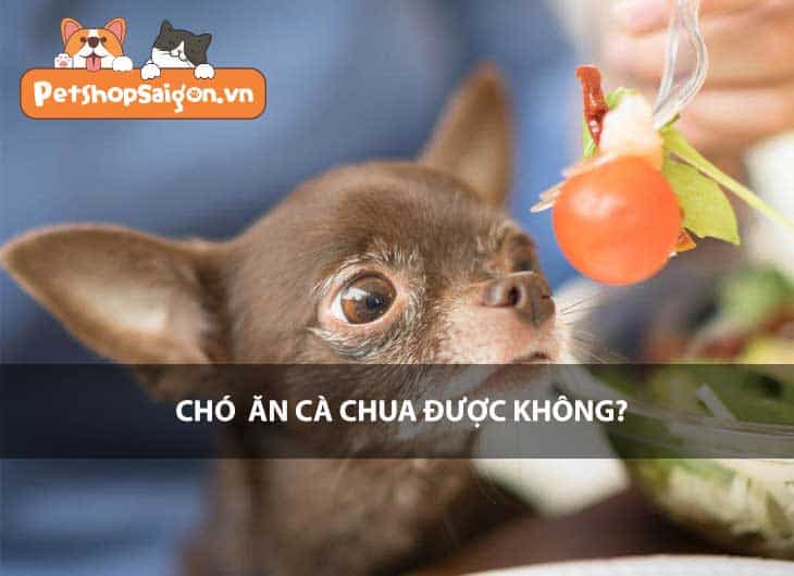 Chó ăn cà chua được không?