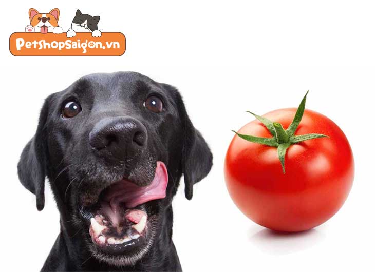 Chó ăn cà chua được không?