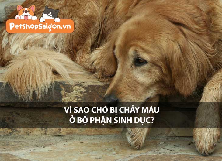 Vì sao chó bị chảy máu ở bộ phận sinh dục?