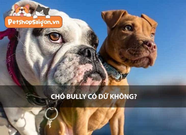 Chó Bully có dữ không?