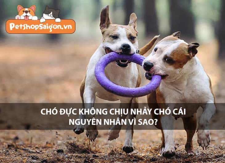 Chó đực không chịu nhảy chó cái - Nguyên nhân vì sao?