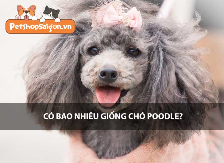 Có bao nhiêu giống chó Poodle?