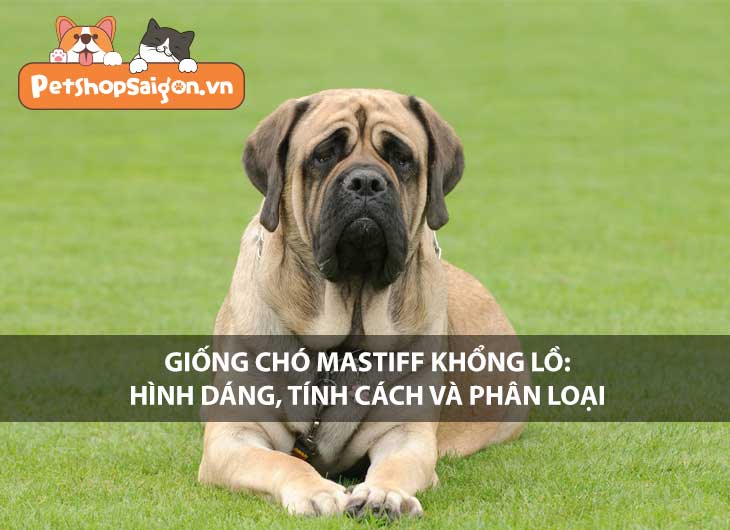 Giống chó Mastiff khổng lồ: Hình dáng, tính cách và phân loại