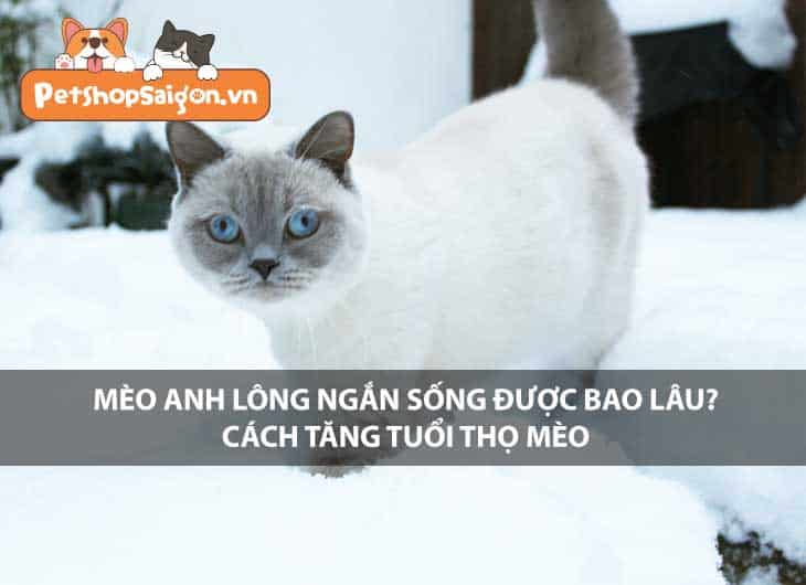 Mèo Anh lông ngắn sống được bao lâu? Cách tăng tuổi thọ mèo