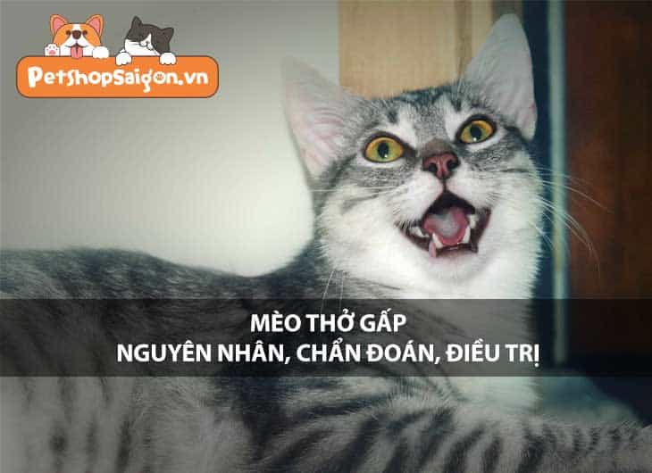 Mèo thở gấp: Nguyên nhân, chẩn đoán và điều trị