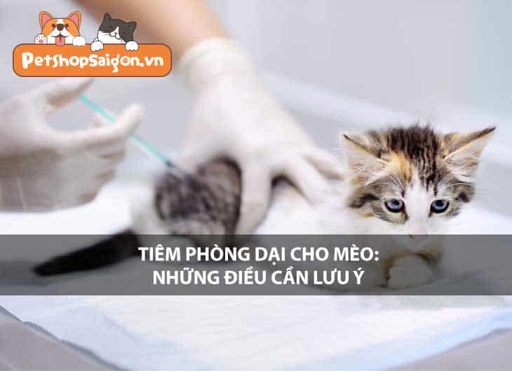 Tiêm phòng dại cho mèo: Những điều cần lưu ý