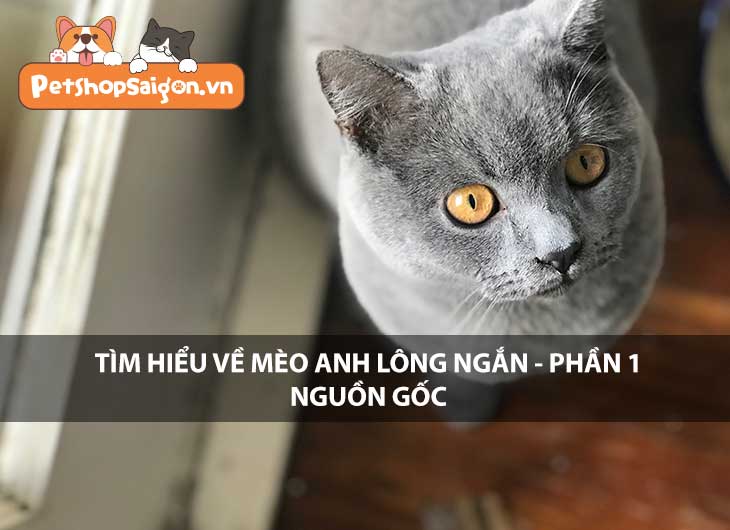 Tìm hiểu về mèo Anh lông ngắn - Phần 1: Nguồn gốc