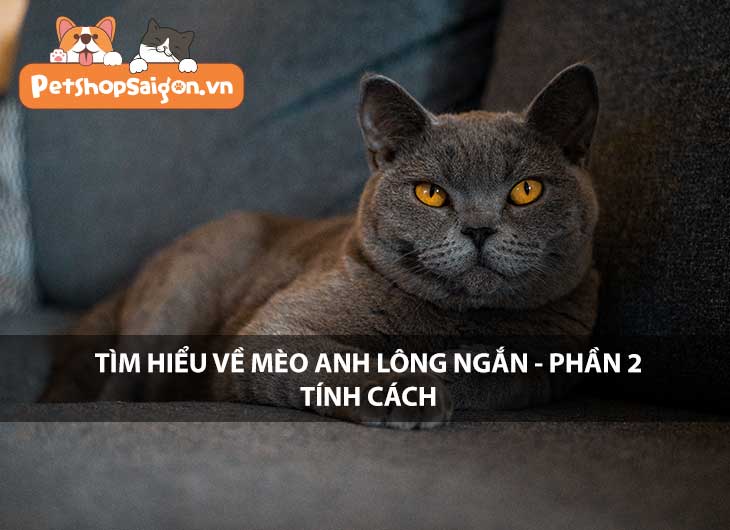 Tìm hiểu về mèo Anh lông ngắn - Phần 2: Tinh cách