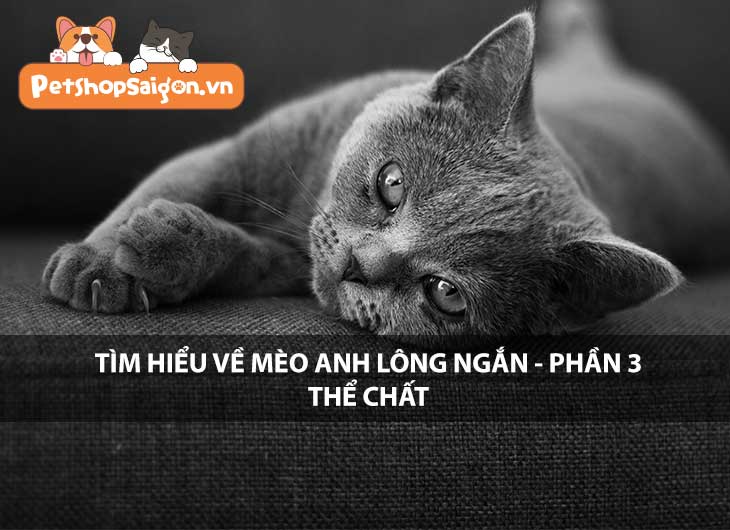 Tìm hiểu về mèo Anh lông ngắn - Phần 3: Thể chất