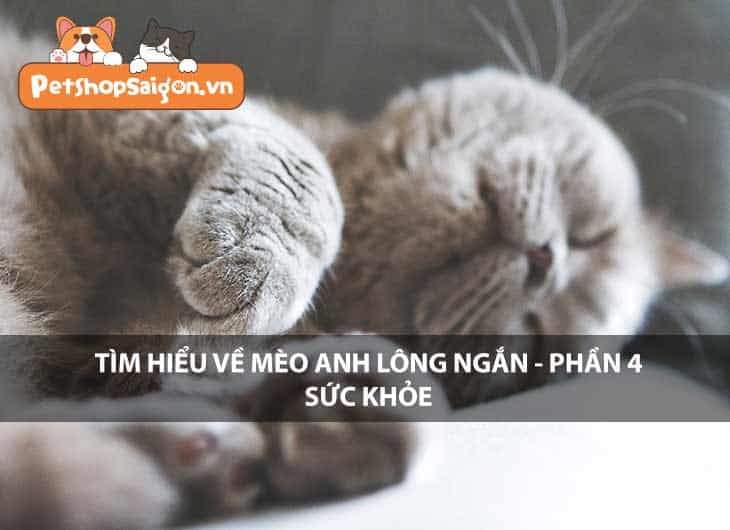 Tìm hiểu về mèo Anh lông ngắn - Phần 4: Sức khỏe