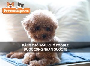 Bảng phối màu chó Poodle được công nhận quốc tế