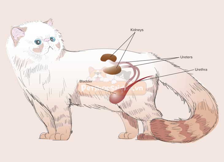 Bệnh thận Amyloidosis ở mèo (thận tích tụ protein)