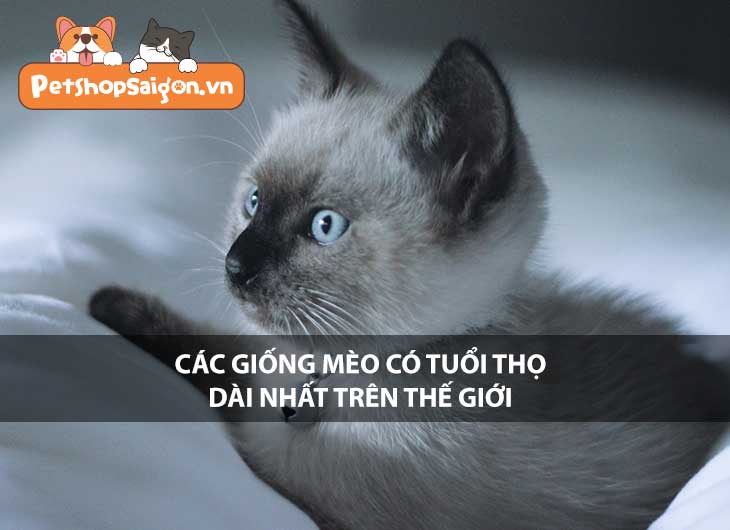 Các giống mèo trên thế giới có tuổi thọ dài nhất