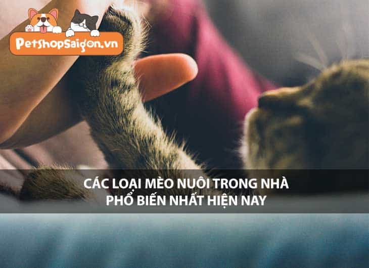 Các loại mèo nuôi trong nhà phổ biến nhất hiện nay