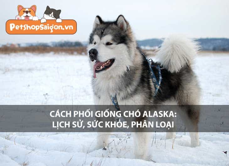 Cách phối giống chó Alaska: Lịch sử, sức khỏe, phân loại