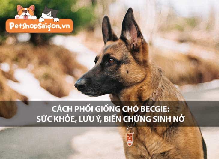 Cách phối giống chó Becgie: Sức khỏe, lưu ý, biến chứng sinh nở